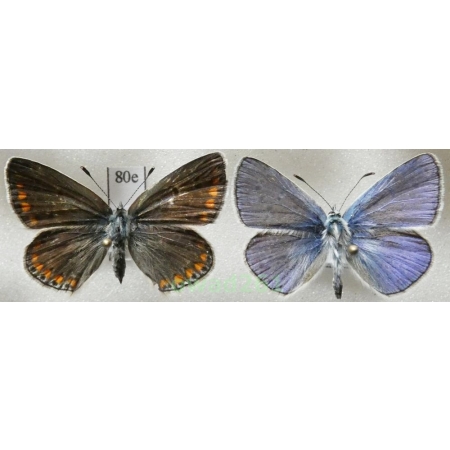 Polyommatus thersites (Cantener, 1835) pair Poland80e